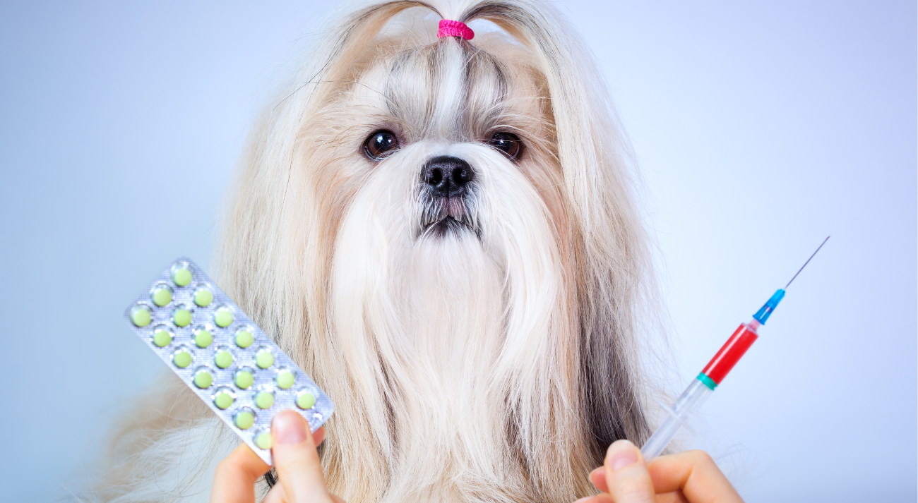 A Shih Tzu is in the background as an owner holds up a blister pack of tablets and a syringe.