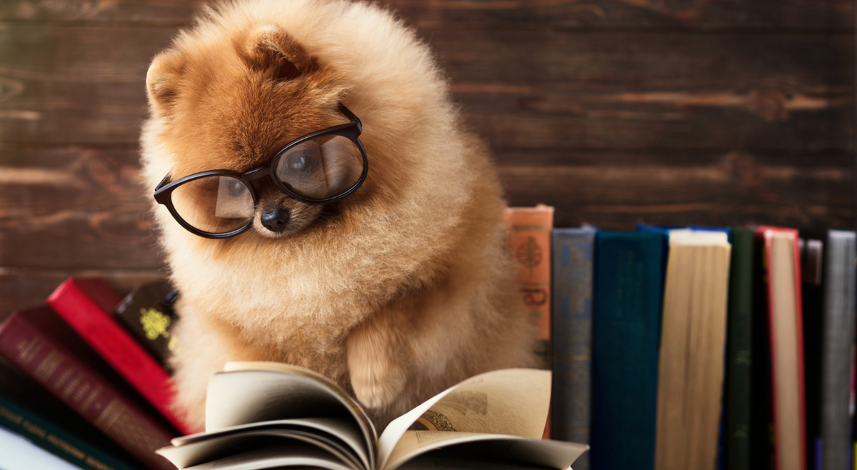 A Pomeranian with thick rimmed glasses reading a book.