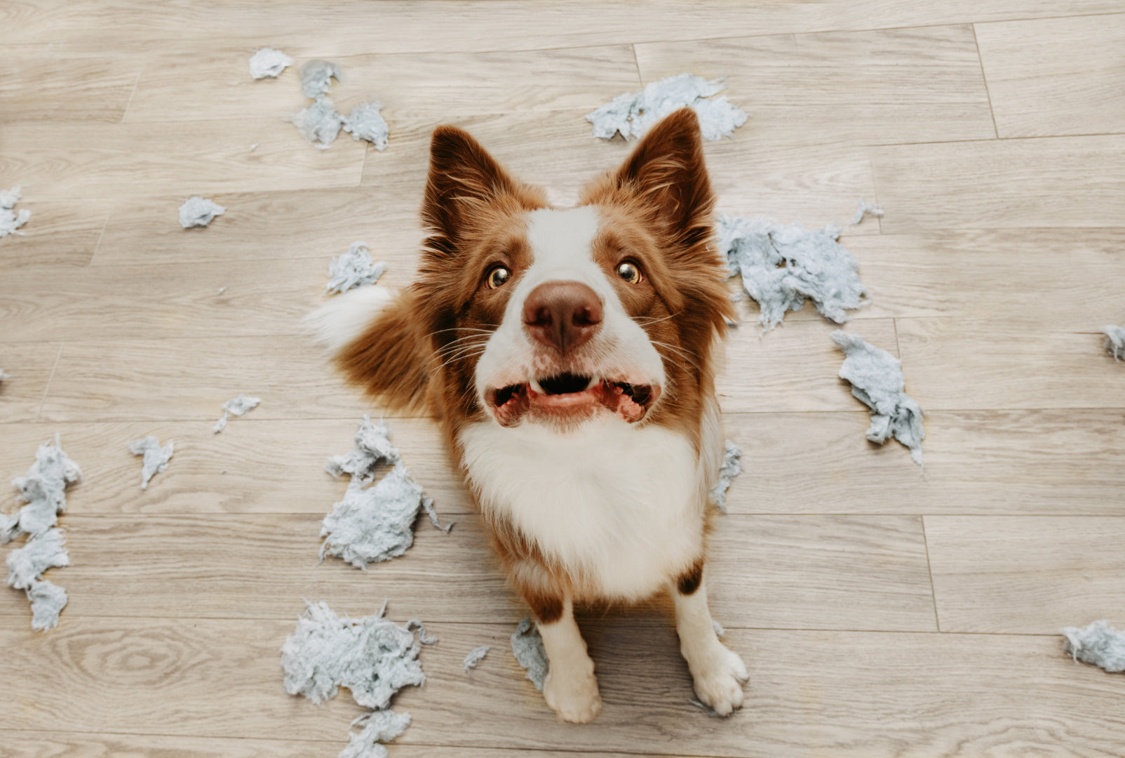 anxious dog with paper scraps around it