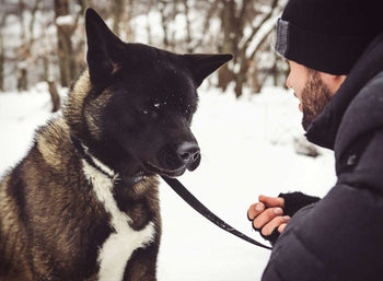 Dog and owner outdoors sharing a quiet moment, symbolizing connection, observation, and daily health tracking.