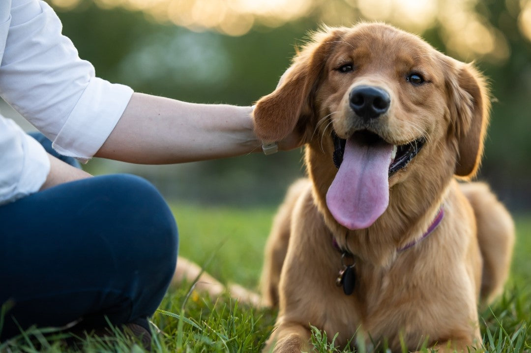 happy dog being petted