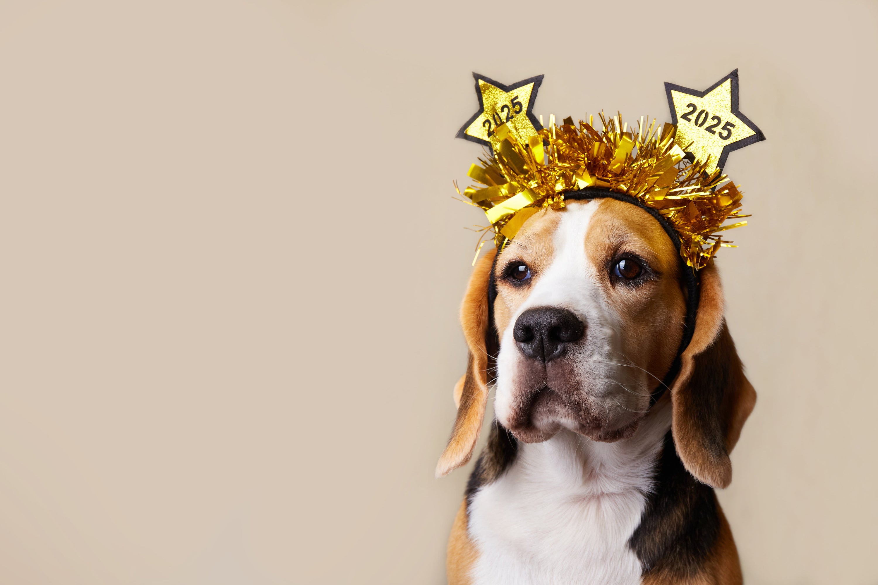 A beagle dog with a headband with the numbers of the New Year 2025 on a light isolated background
