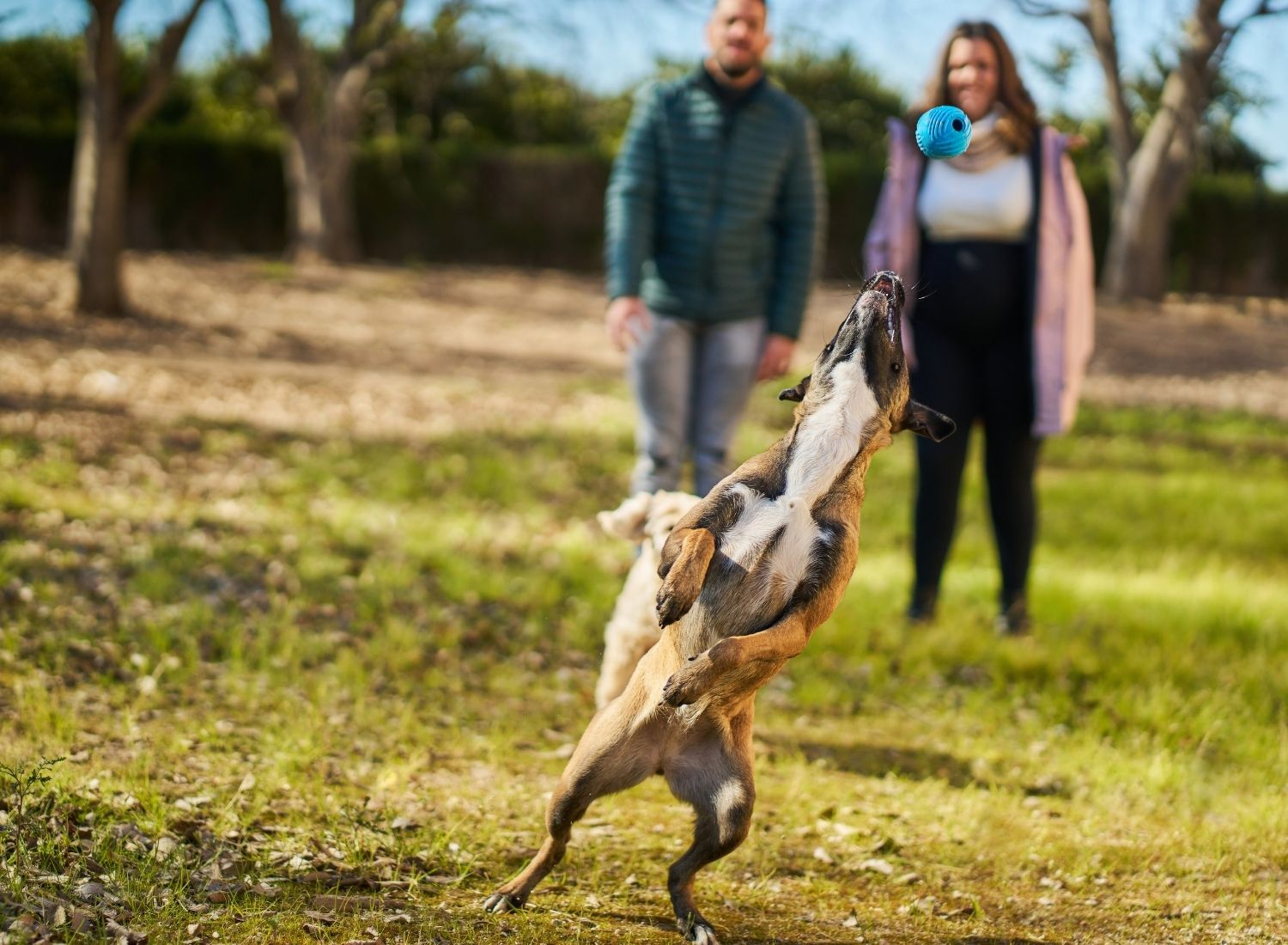 Energetic dog jumping to catch a ball outdoors, symbolizing improved strength, mobility, and vitality from THRIVE nutrition.