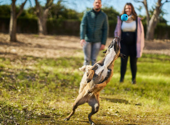 Energetic dog jumping to catch a ball outdoors, symbolizing improved strength, mobility, and vitality from THRIVE nutrition.