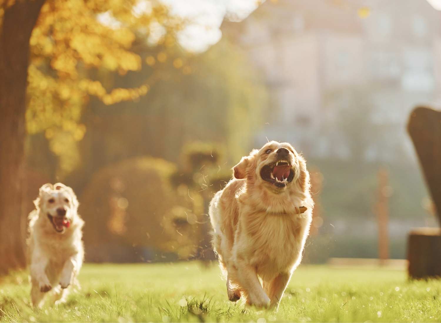Healthy dog running outdoors, representing the long-term mobility and vitality gained through preventative daily nutrition.