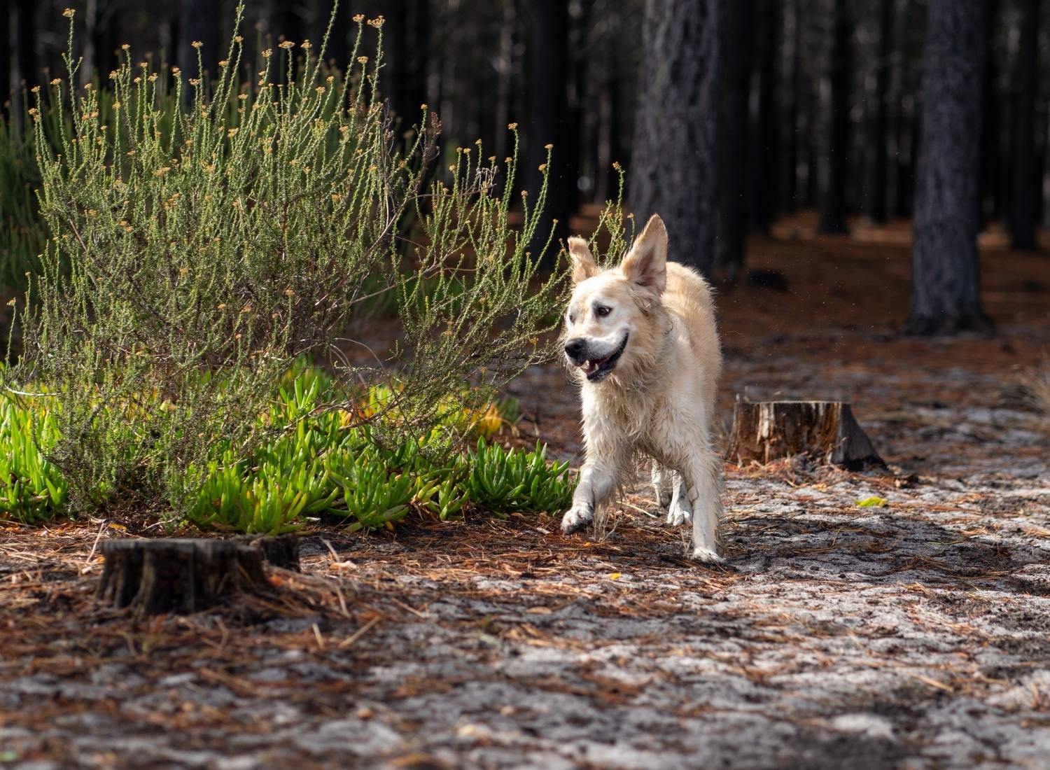 Healthy golden retriever running outdoors symbolizing preventative dog nutrition and long-term wellness with THRIVE.