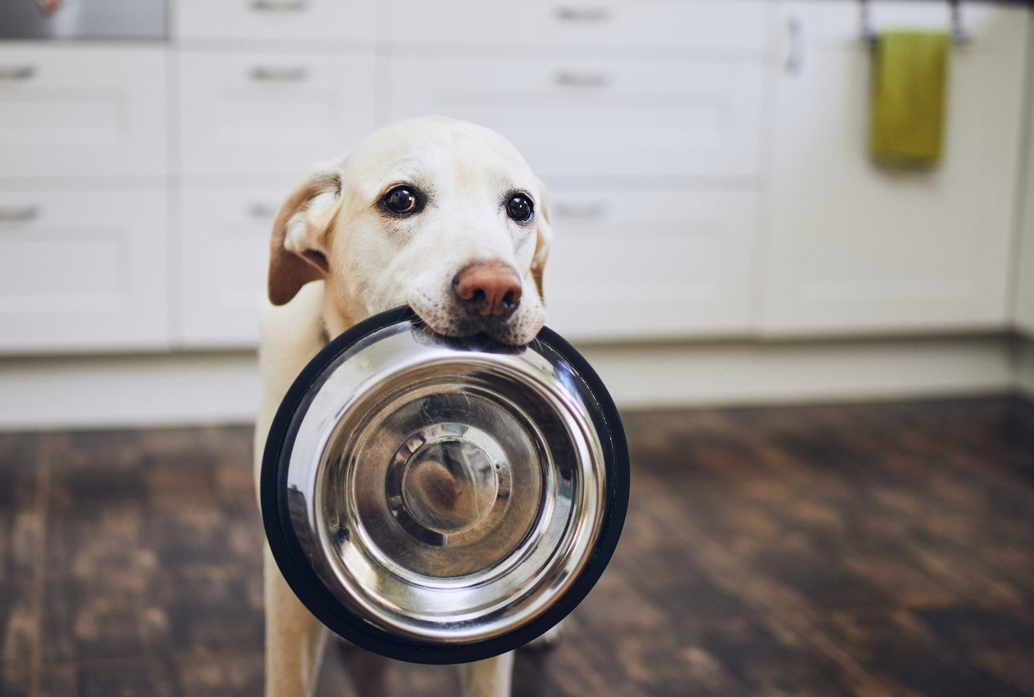 Dog carrying a bowl in its mouth