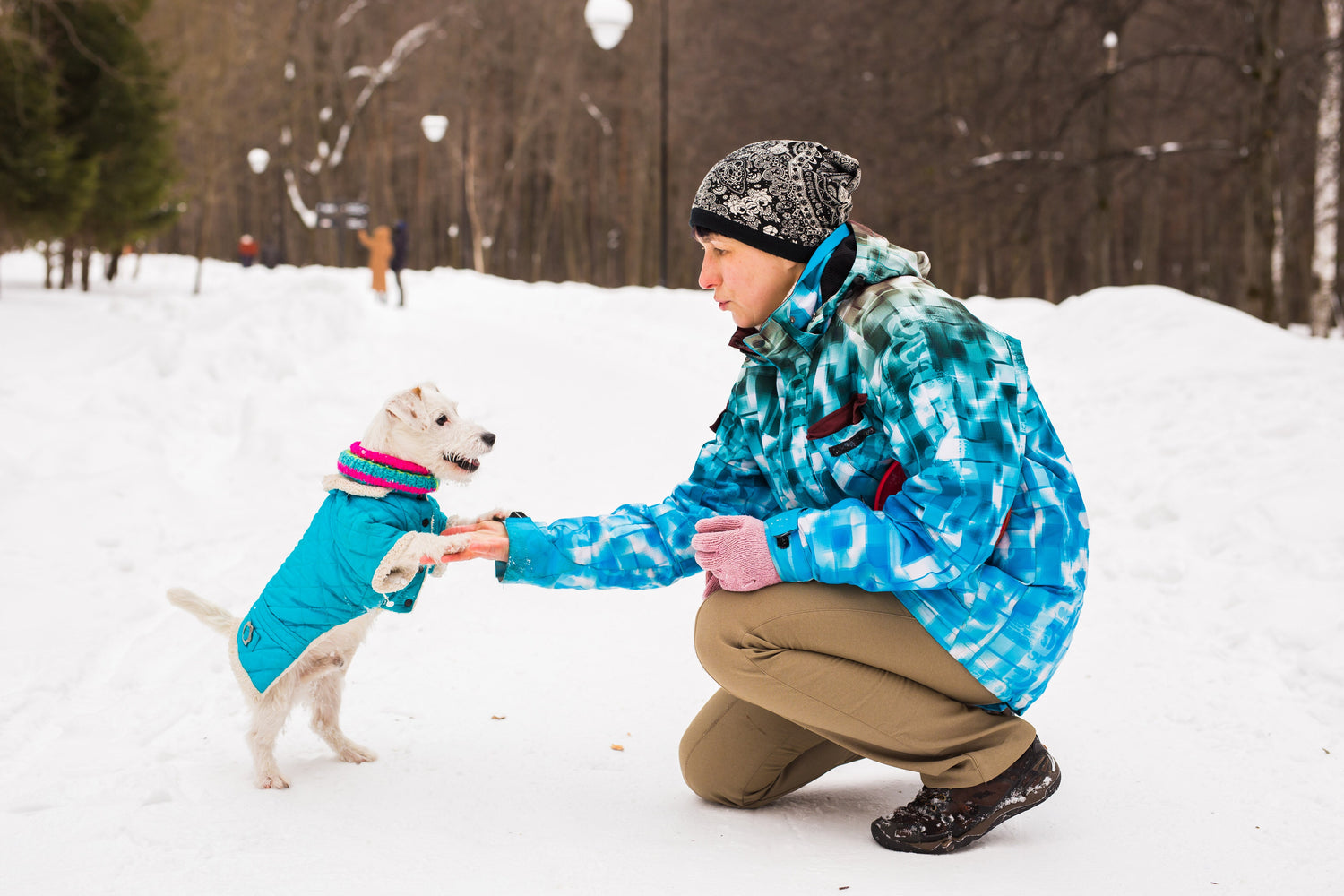 Jack Russell Terrier. Dog playing in winter park. 