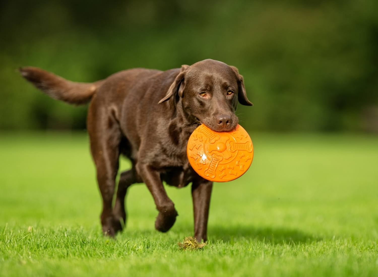 happy Labrador retriever running outdoors natural light healthy active dog wellness concept