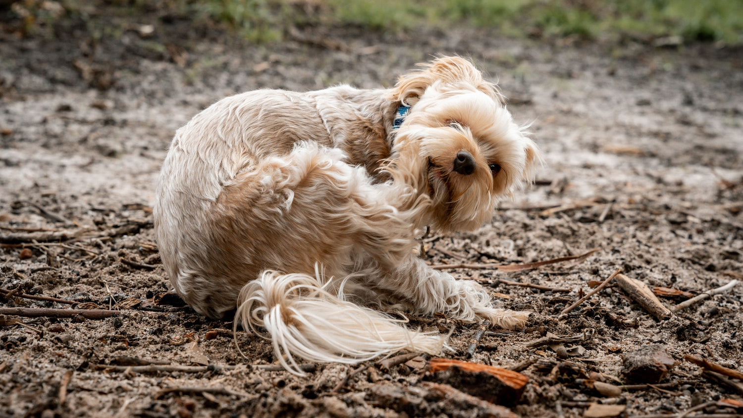 Maltese poodle dog scratching itself in a muddy outdoor area