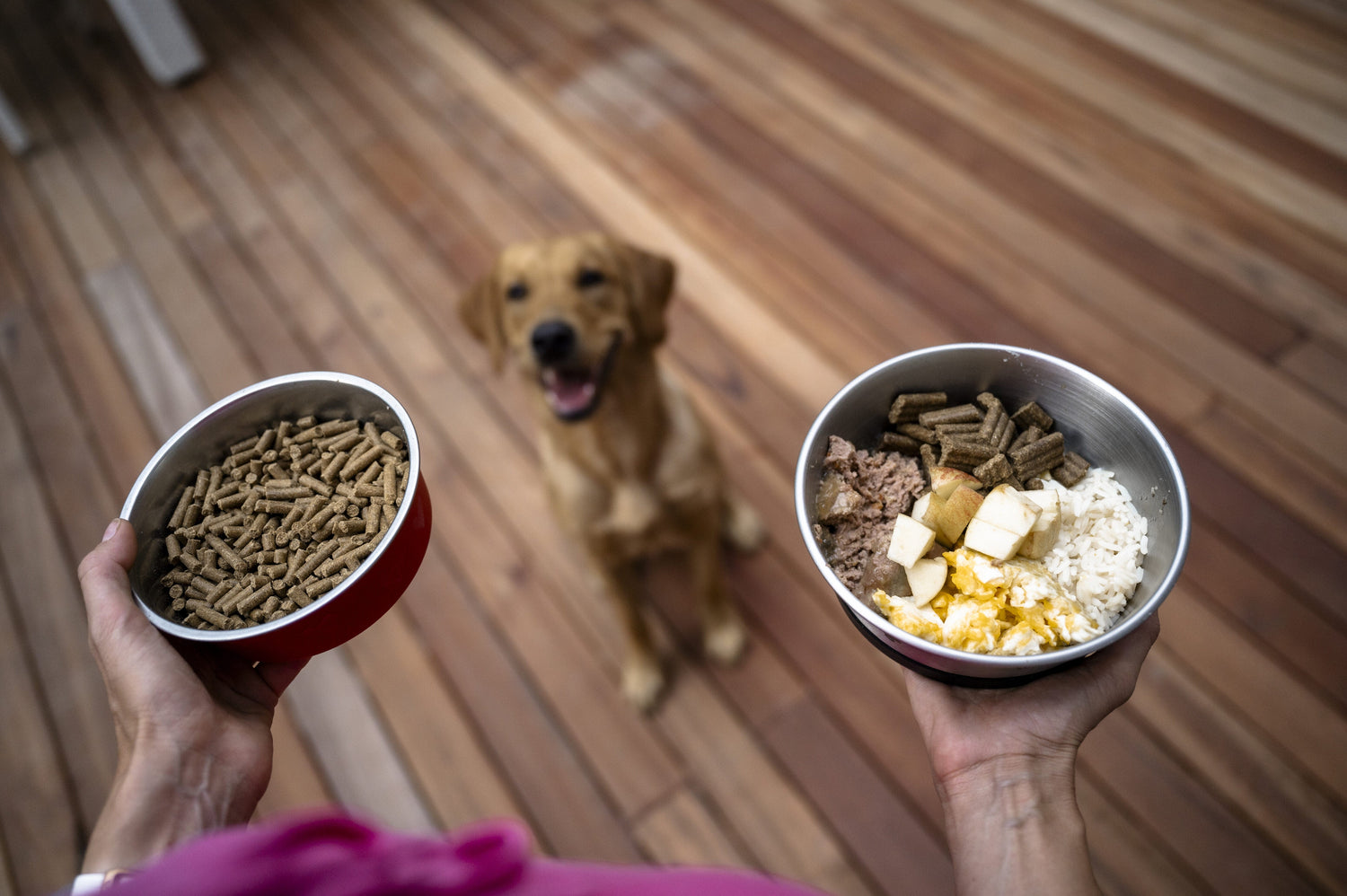 Over the shoulder view of an owner holding two bowls of dog food for her Labrador