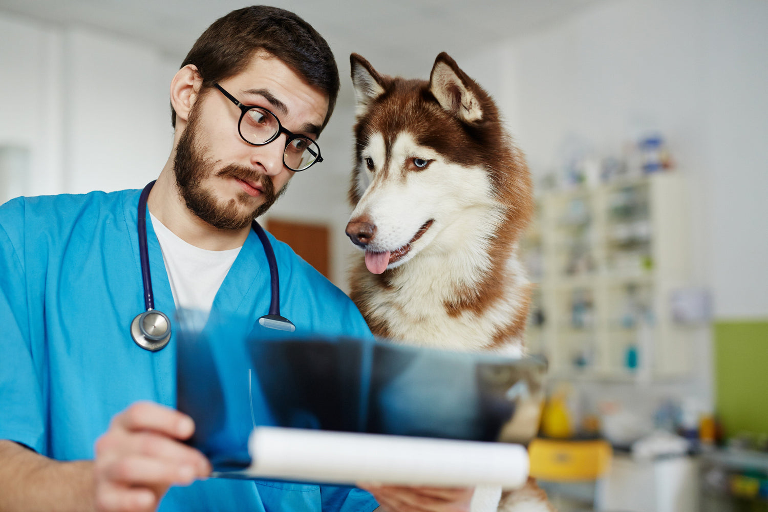 Doctor and dog looking at a file