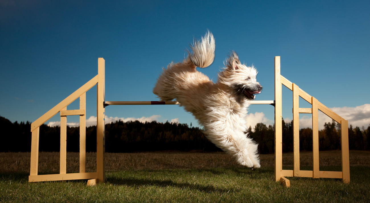 A fluffy dog jumps over an obstacle.