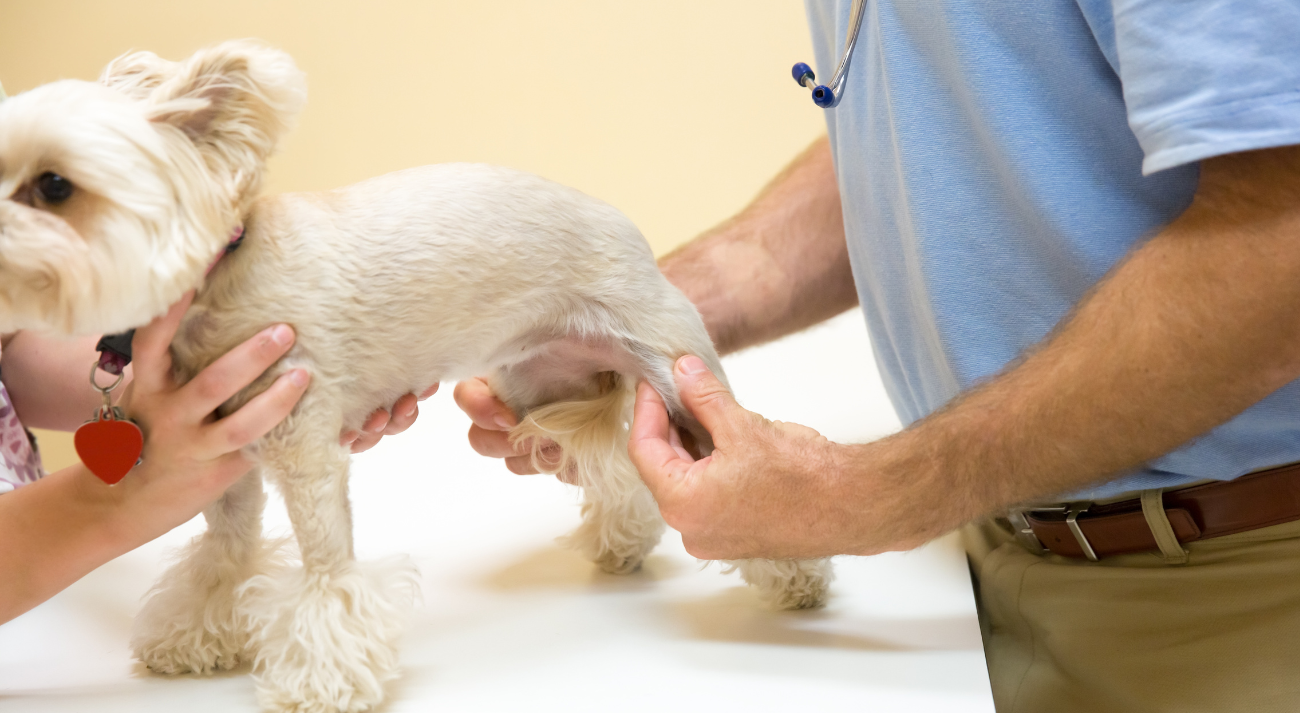 A man examines the rear knee of a Westie.